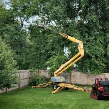 Best Tree Cabling and Bracing  in Liberty City, TX