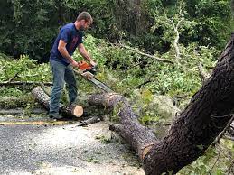 Reliable Liberty City, TX Tree Services Solutions