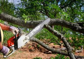 How Our Tree Care Process Works  in Liberty City, TX