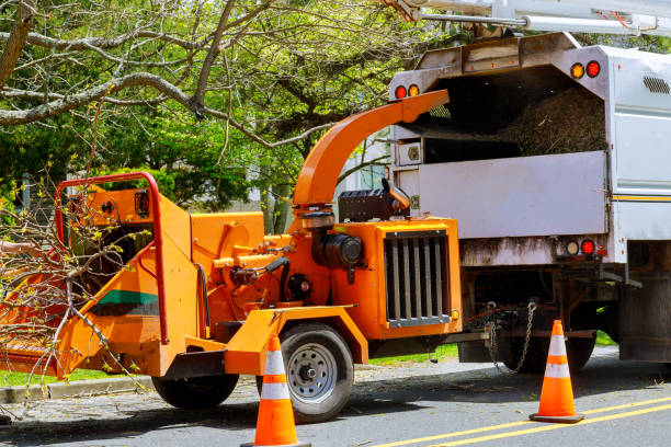 Best Tree Disease Treatment  in Liberty City, TX