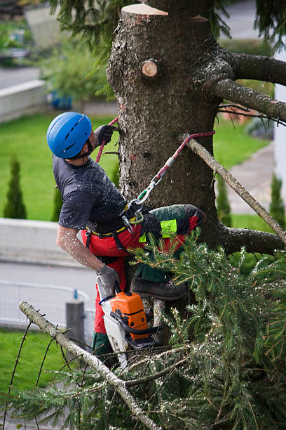 Best Arborist Consultation Services  in Liberty City, TX