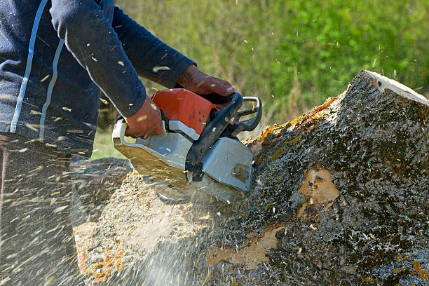 Tree and Shrub Care in Liberty City, TX